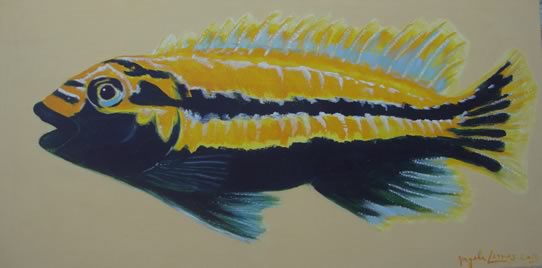 Peixe amarelo